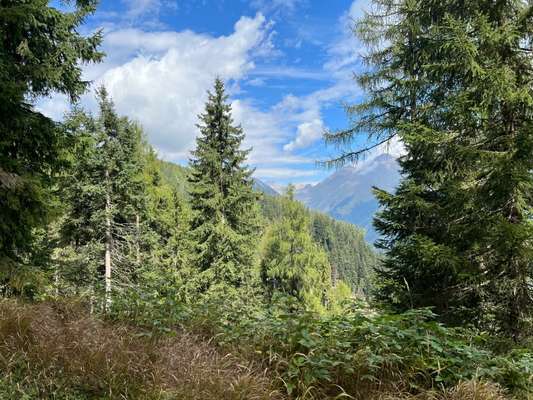 Rhodesian Ridgeback-Beitrag-Bild