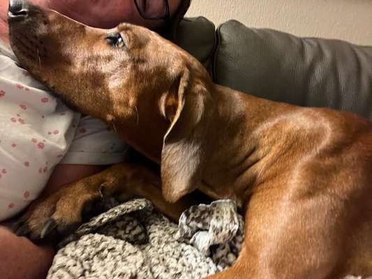 Rhodesian Ridgeback-Beitrag-Bild