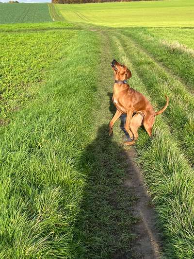 Rhodesian Ridgeback-Beitrag-Bild