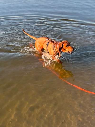 Rhodesian Ridgeback-Beitrag-Bild