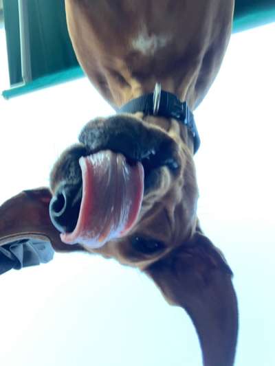 Rhodesian Ridgeback-Beitrag-Bild