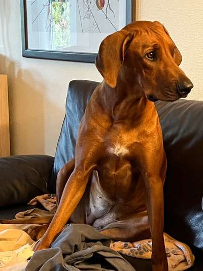 Rhodesian Ridgeback-Beitrag-Bild