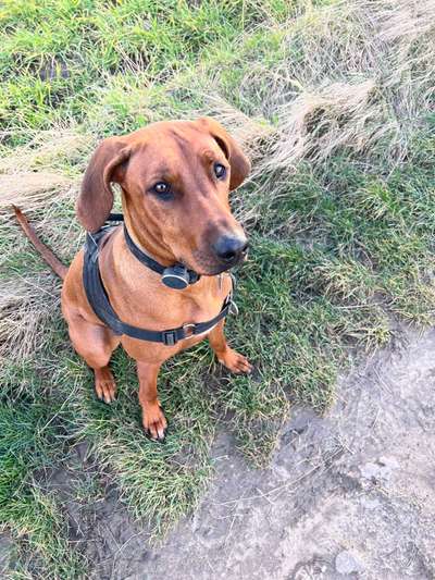 Rhodesian Ridgeback-Beitrag-Bild