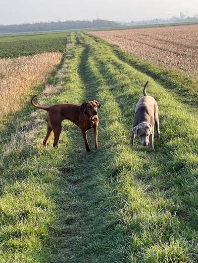 Rhodesian Ridgeback-Beitrag-Bild