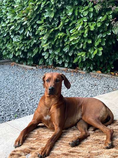 Rhodesian Ridgeback-Beitrag-Bild