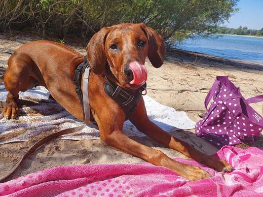 Rhodesian Ridgeback-Beitrag-Bild