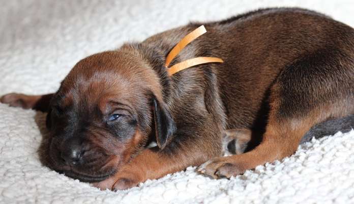 Rhodesian Ridgeback-Beitrag-Bild