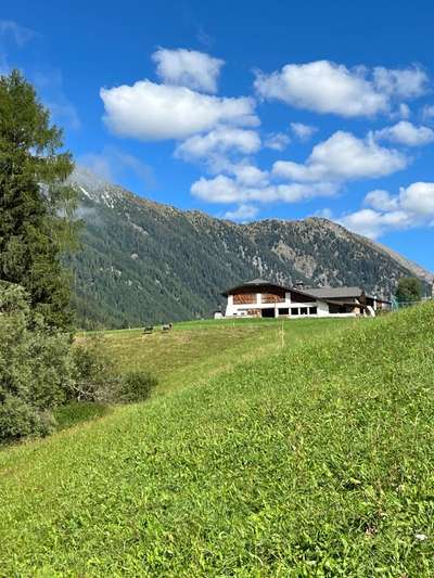 Rhodesian Ridgeback-Beitrag-Bild