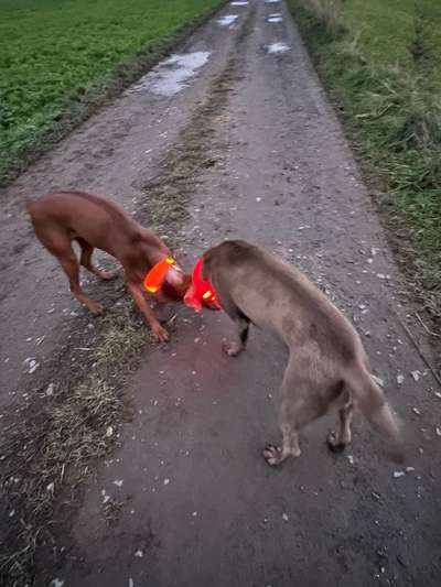 Rhodesian Ridgeback-Beitrag-Bild