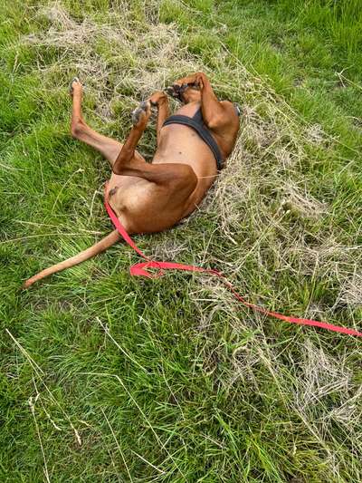 Rhodesian Ridgeback-Beitrag-Bild