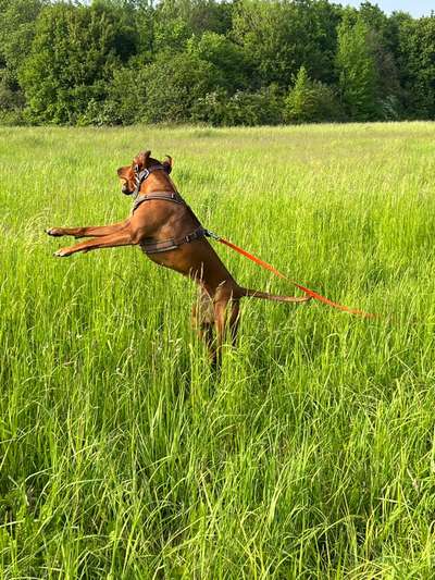 Rhodesian Ridgeback-Beitrag-Bild