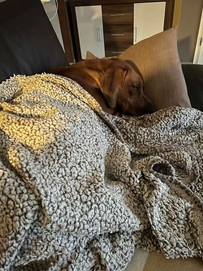 Rhodesian Ridgeback-Beitrag-Bild