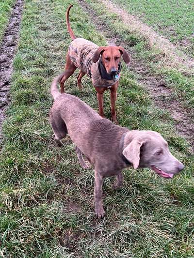Rhodesian Ridgeback-Beitrag-Bild