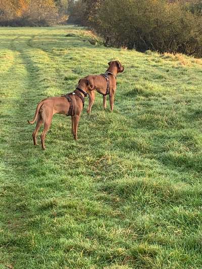 Rhodesian Ridgeback-Beitrag-Bild