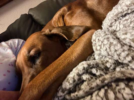 Rhodesian Ridgeback-Beitrag-Bild