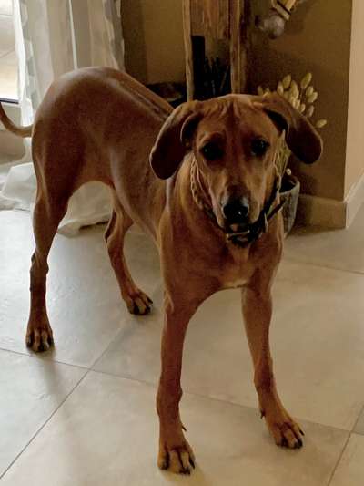 Rhodesian Ridgeback-Beitrag-Bild
