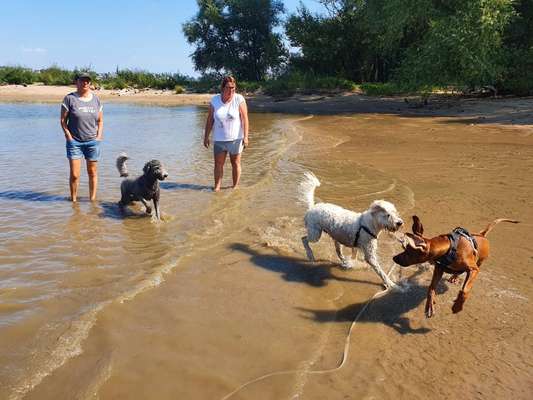 Rhodesian Ridgeback-Beitrag-Bild