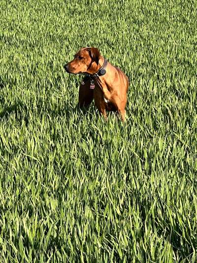 Rhodesian Ridgeback-Beitrag-Bild