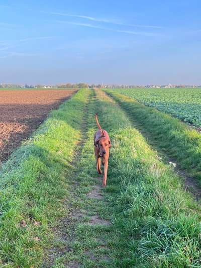 Rhodesian Ridgeback-Beitrag-Bild