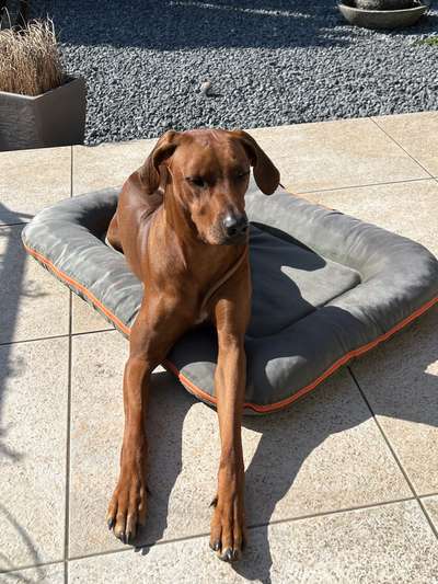 Rhodesian Ridgeback-Beitrag-Bild