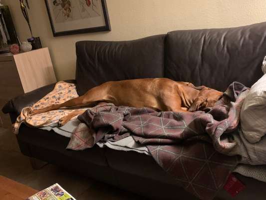 Rhodesian Ridgeback-Beitrag-Bild