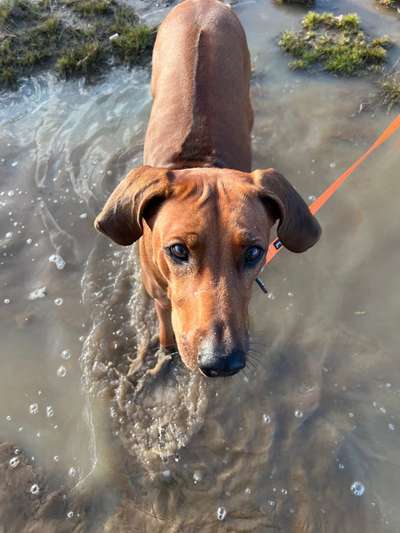 Rhodesian Ridgeback-Beitrag-Bild