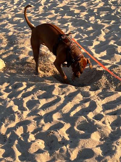 Rhodesian Ridgeback-Beitrag-Bild