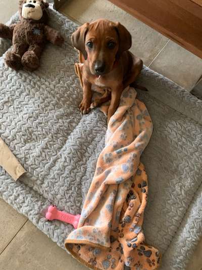 Rhodesian Ridgeback-Beitrag-Bild