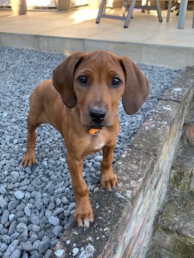 Rhodesian Ridgeback-Beitrag-Bild