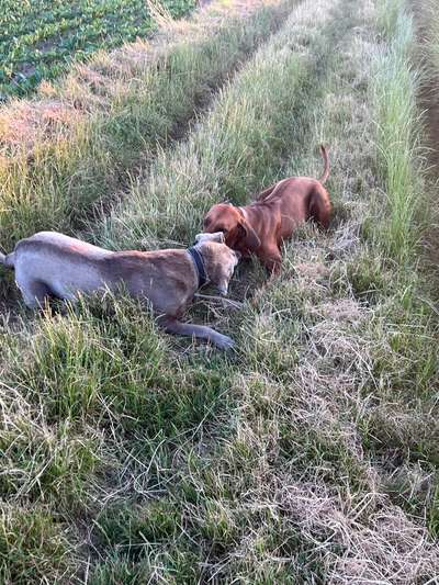 Rhodesian Ridgeback-Beitrag-Bild