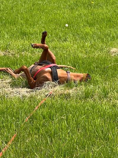 Rhodesian Ridgeback-Beitrag-Bild