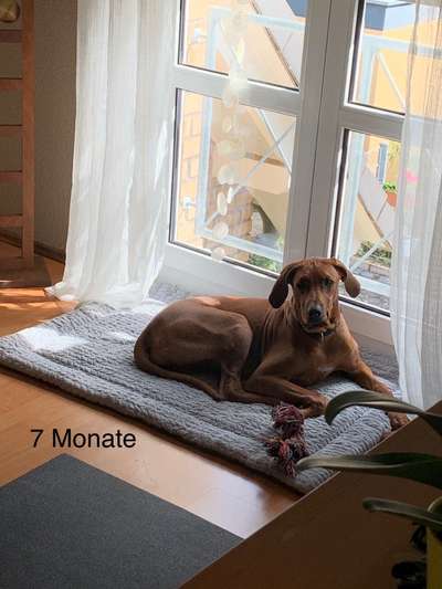 Rhodesian Ridgeback-Beitrag-Bild
