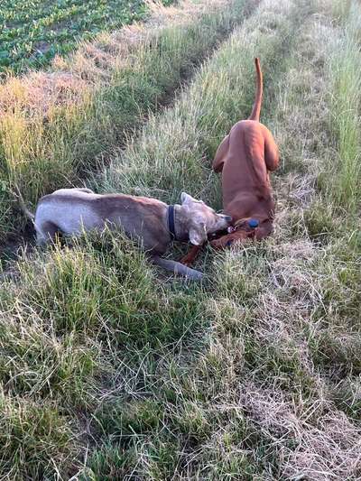 Rhodesian Ridgeback-Beitrag-Bild