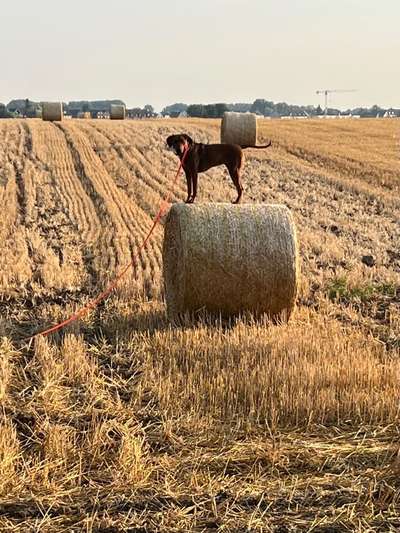 Rhodesian Ridgeback-Beitrag-Bild