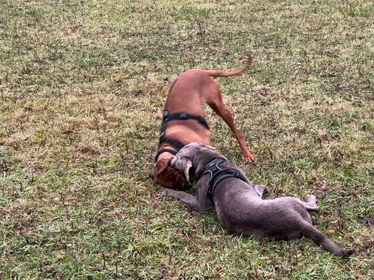 Rhodesian Ridgeback-Beitrag-Bild