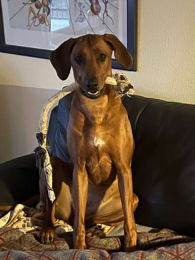 Rhodesian Ridgeback-Beitrag-Bild