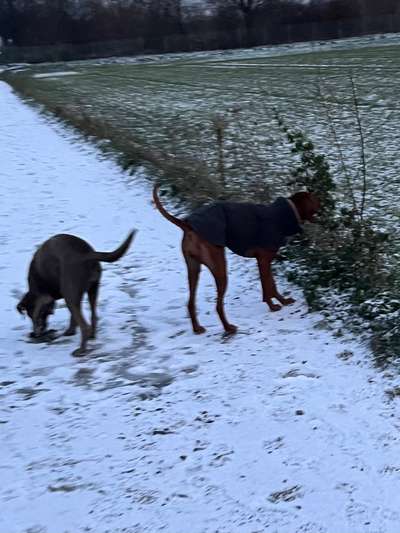 Rhodesian Ridgeback-Beitrag-Bild