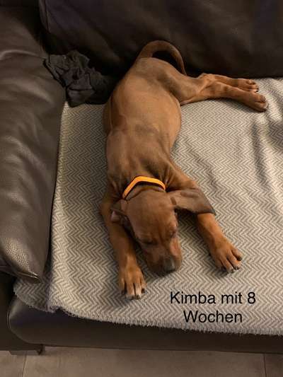 Rhodesian Ridgeback-Beitrag-Bild