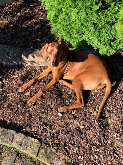 Rhodesian Ridgeback-Beitrag-Bild