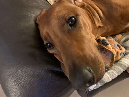 Rhodesian Ridgeback-Beitrag-Bild