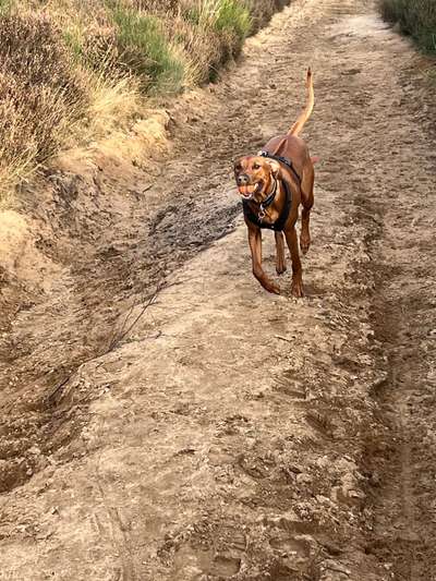 Rhodesian Ridgeback-Beitrag-Bild