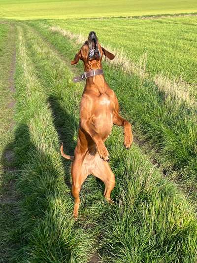 Rhodesian Ridgeback-Beitrag-Bild