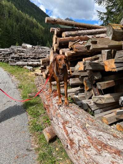 Rhodesian Ridgeback-Beitrag-Bild