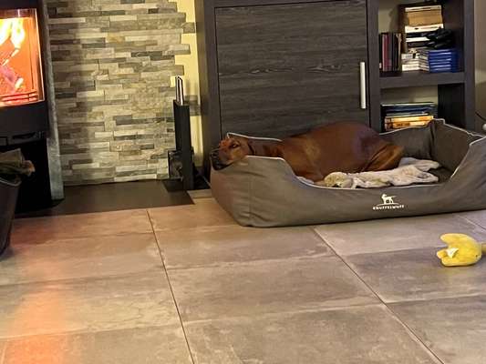 Rhodesian Ridgeback-Beitrag-Bild