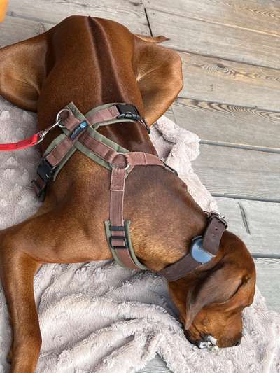 Rhodesian Ridgeback-Beitrag-Bild