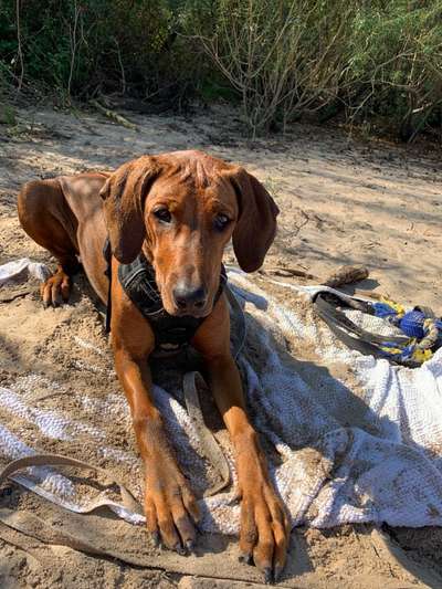 Rhodesian Ridgeback-Beitrag-Bild