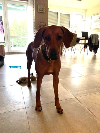 Rhodesian Ridgeback-Beitrag-Bild