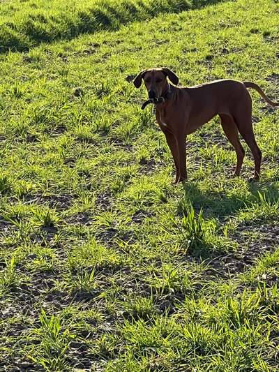 Rhodesian Ridgeback-Beitrag-Bild