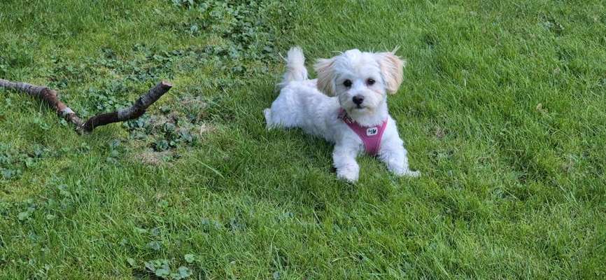 Maltipoo Freunde-Beitrag-Bild