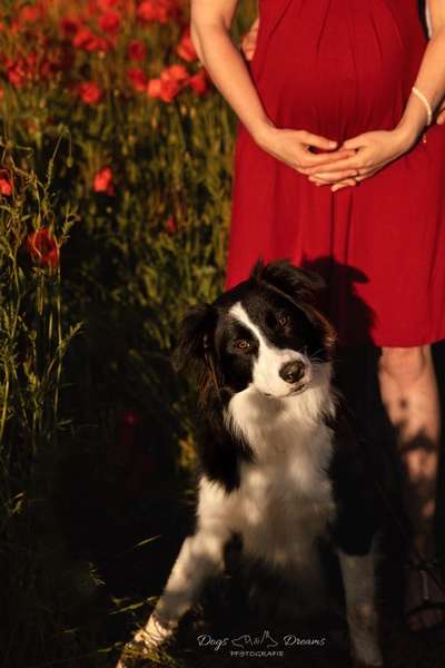 Hunderunde-Beitrag-Bild